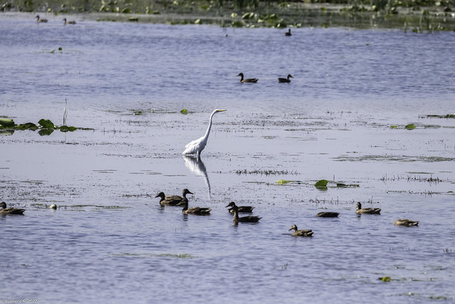 Egret and Ducks at Migratory Bird Sanctuary