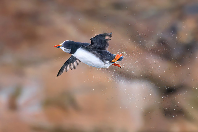 Atlantic Puffin shaking off water after diving for fish near Hereford Island off Cape Breton Island, Nova Scotia, Canada