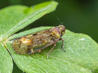Planthopper (Cixiidae) - P6144020