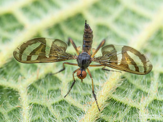 Dance fly (Porphyrochroa sp.) - P6143828