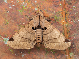 Silkworm moth (Apatelodes sp.) - P6143765s