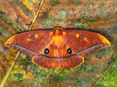 Royal moth (Bathyphlebia rufescens) - P6143749s
