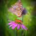 The Fritillary Butterfly (explore)