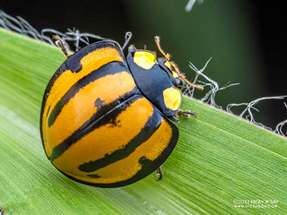 Ladybird beetle (Neda sp.) - P6154245