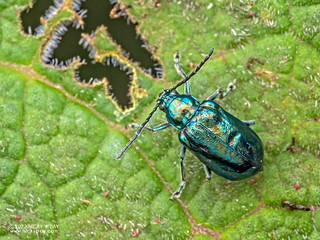 Leaf beetle (Macrohaltica sp.) - P6143768