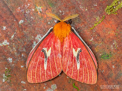 Buck and lo moth (Cerodirphia mota) - P6143759s