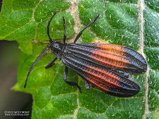 Net-winged beetle (Calopterini) - P6154263