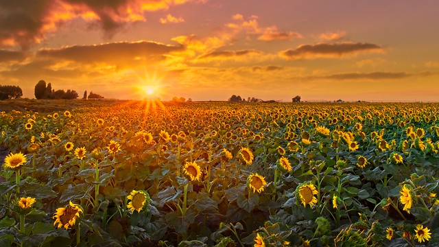 Sunflower Sunset 4309 F (Explored)