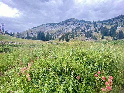 Meadow on the Catherine Pass Trail