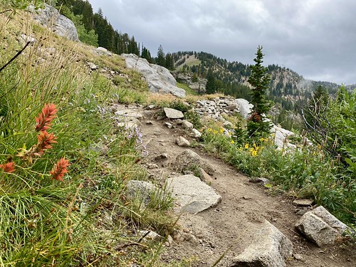 Wildflowers in bloom on the Catherine Pass Trail