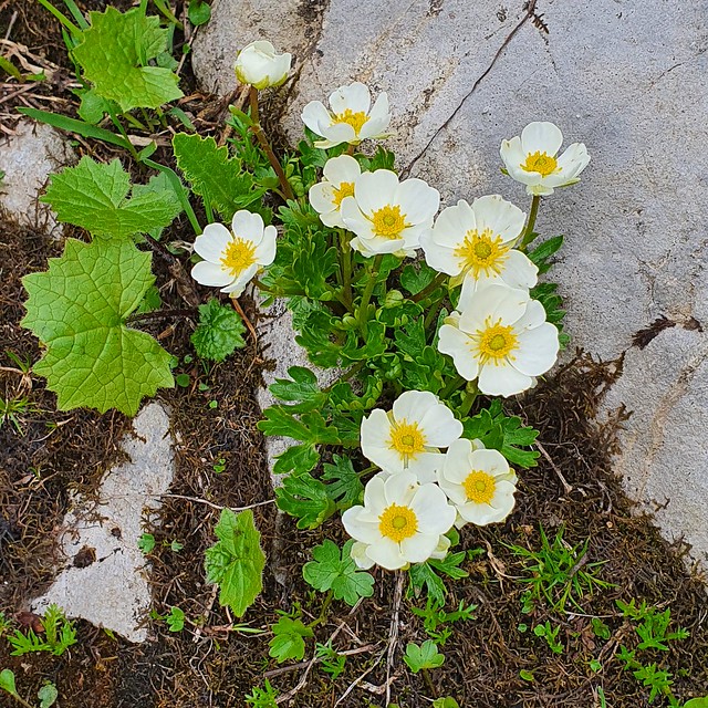 Ranunculus alpestris | Alpen-Hahnenfuß, Nähe Hahnenköpfle, Allgäu