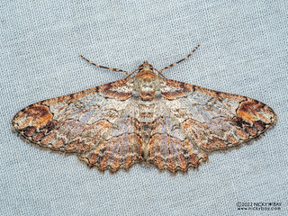 Moth (Iridopsis appetens) - P6154668