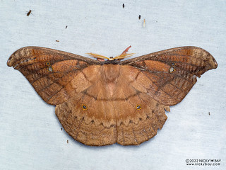 Silkworm moth (Copaxa sp.) - P6154664