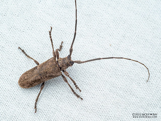 Longhorn beetle (Cerambycidae) - P6154610