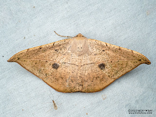 Leaf Moth (Oxydia sp.) - P6154615