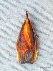 Concealer moth (Lethata sp.) - P6154596