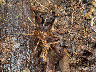 Wandering spider (Ctenidae) - P6154536