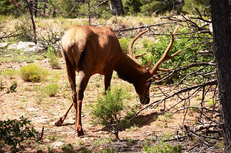 Elk in Grand Canyon National Park (1)