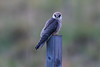 Red-footed Falcon (Falco vespertinus)  Aftonfalk