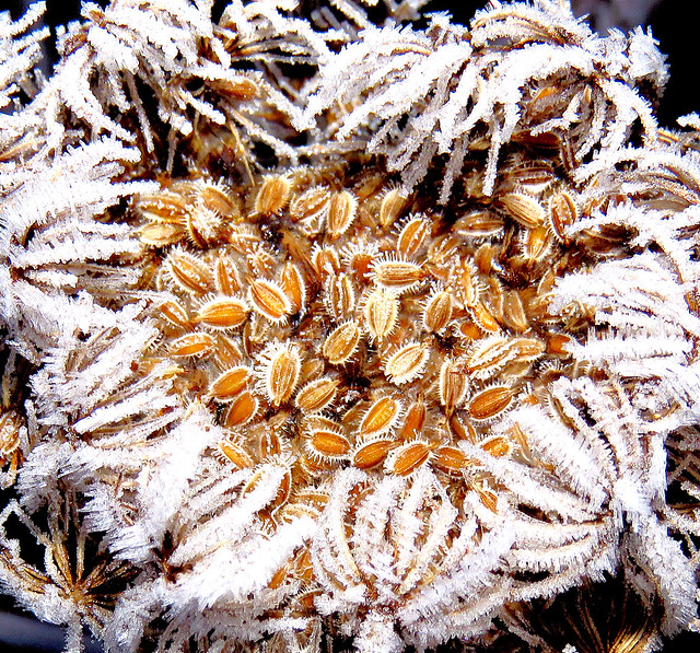 Breathtaking SX60HS - Frozen seeds - ~ 50 mm Macro SX60 - Daucus carota, Wilde Möhre, wild carrot - #004