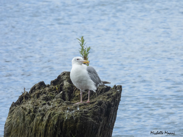 Bird on a stump in the river