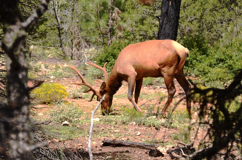 Elk in Grand Canyon National Park (4)