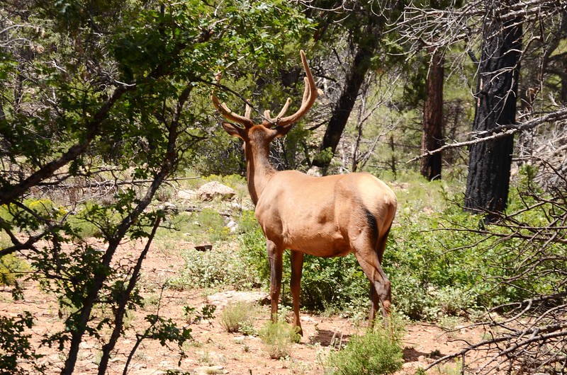Elk in Grand Canyon National Park (3)