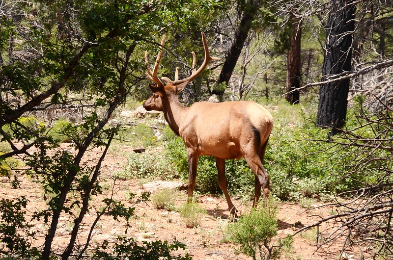 Elk in Grand Canyon National Park (2)