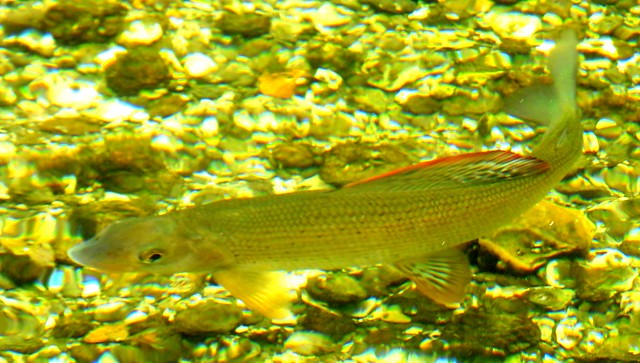 Grayling; showing colourful dorsal fin