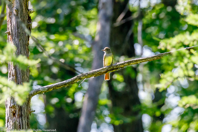 Great Crested Flycatcher - 2019-06-22