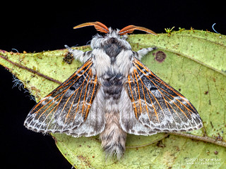 Lappet moth (Tolype sp.) - P6154653