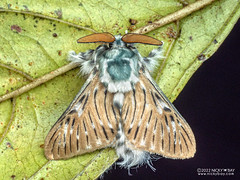 Flannel moth (Wittinia cremor) - P6154640s
