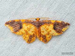 Carpet moth (Eois burla) - P6154628