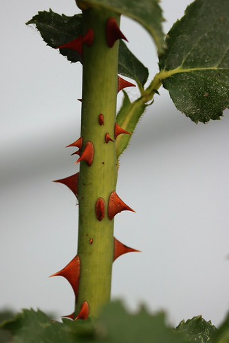 Thorns | by Tabbi Kat