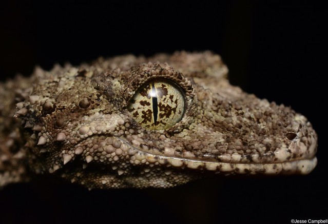 Southern Leaf-tailed Gecko (Saltuarius swaini).