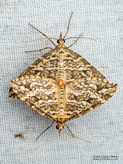 Carpet moth (Psaliodes sp.) - P6154622
