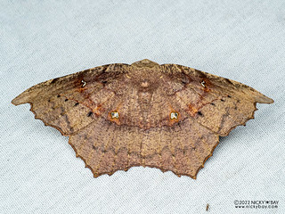 Leaf moth (Oxydia optima) - P6154623