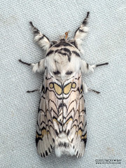 Prominent moth (Tecmessa bratteata) - P6154586