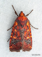 Cutworm moth (Perigea ignitincta) - P6154577s
