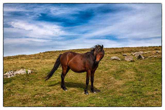 War Horse (pony)