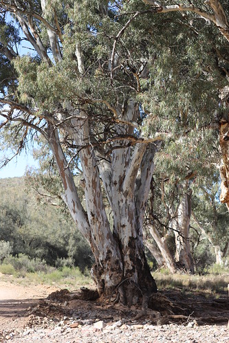 River Redgums, Flinders Ranges, South Australia River Redgums (Eucalyptus camaldulensis), Flinders Ranges, South Australia, June 2022.