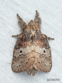 Lappet moth (Euglyphis spreta) - P6154627