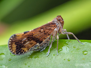 Planthopper (Cixiidae) - P6154534