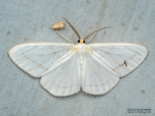 Moth (Leucula planivena) - P6154635