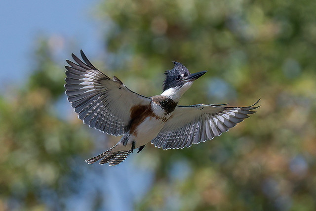 Belted Kingfisher 1 0f 3