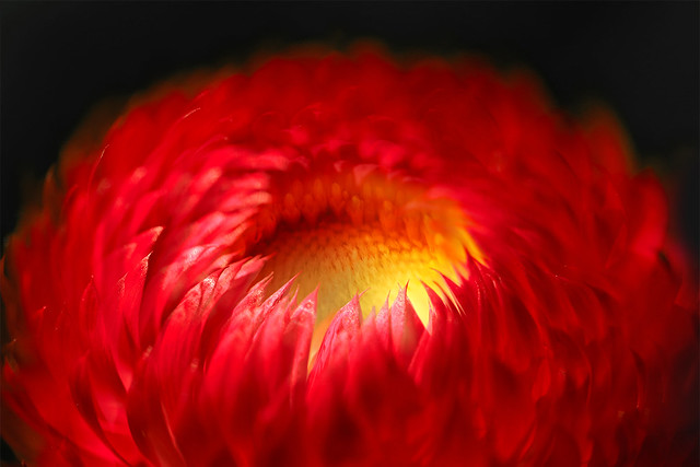 A fiery floral glow