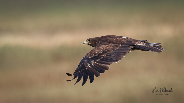 An Indian Spotted Eagle on a hunting Dive!