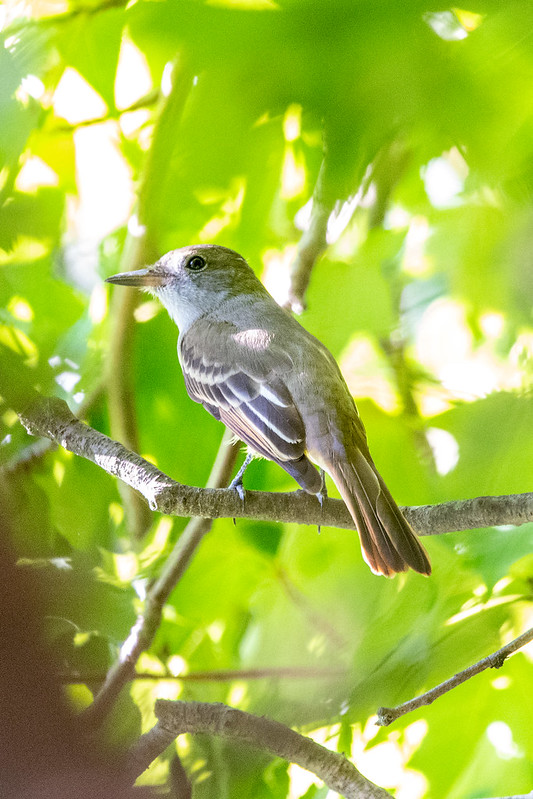 great-crested-flycatcher-4896