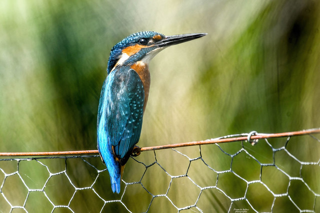 Martin-pêcheur (Alcedo Atthis) Kingfisher