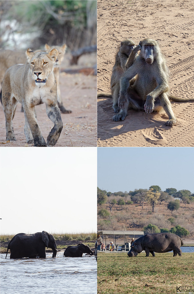 Chobe, safari, Botswana, elefanti, leoni, africa
